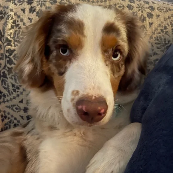 Meet your Posher, Brodie Sky🐾 - Picture 12 of 12